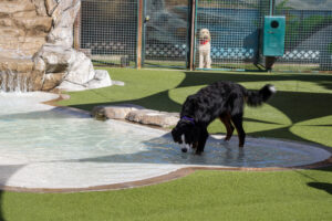 Large Urban Dog Day Care
