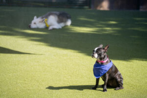Neighbourhood Dog Run