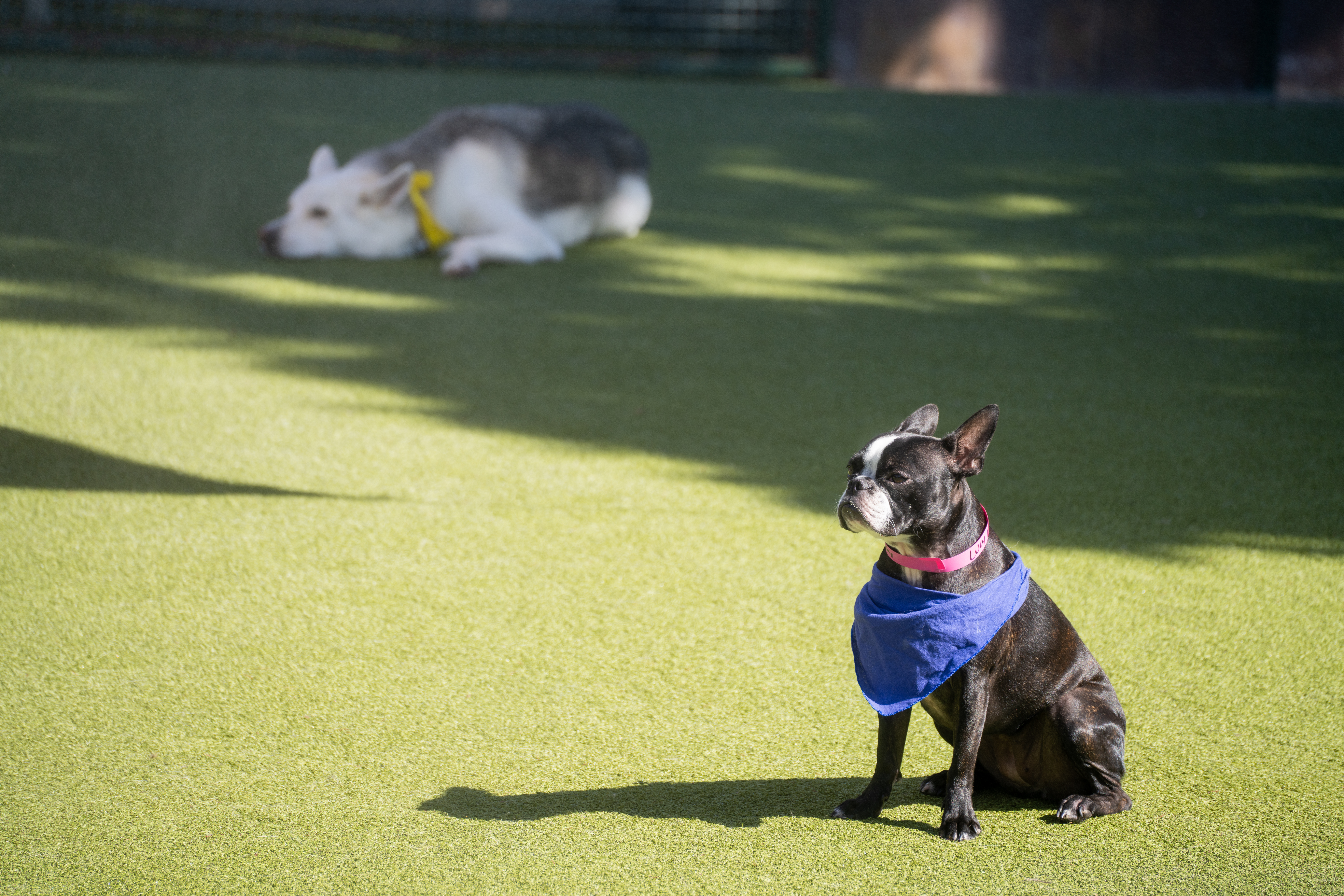 Neighbourhood Dog Run