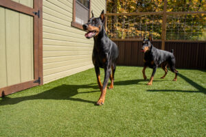 Boarding Kennel Transformation