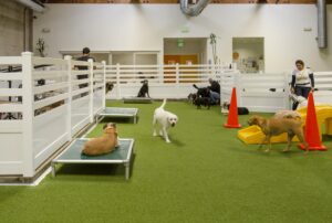 Indoor Dog Play Area