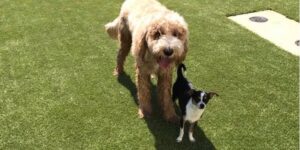 Specialty Veterinary Center