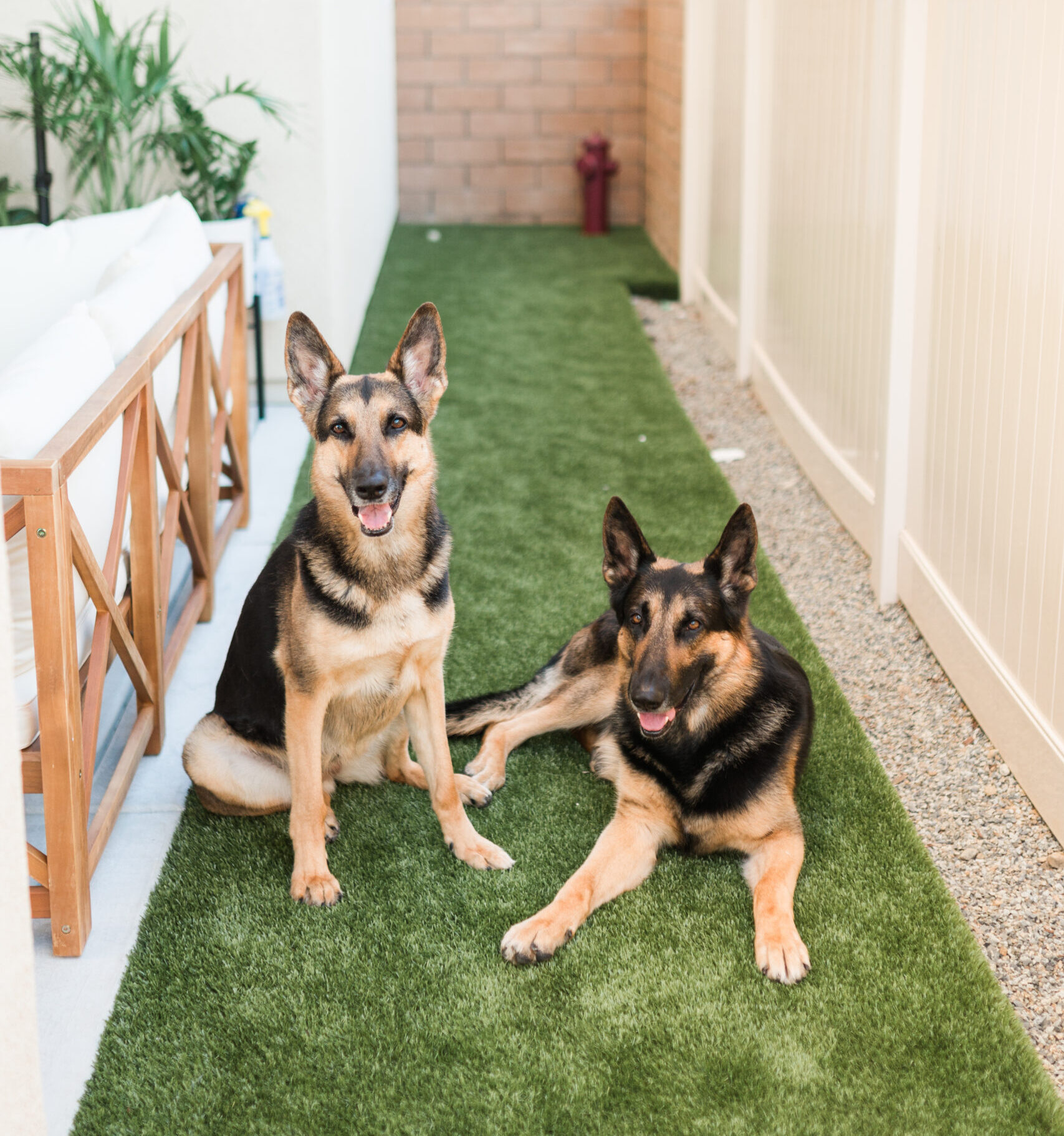Evergreen Side Garden for Active Dogs