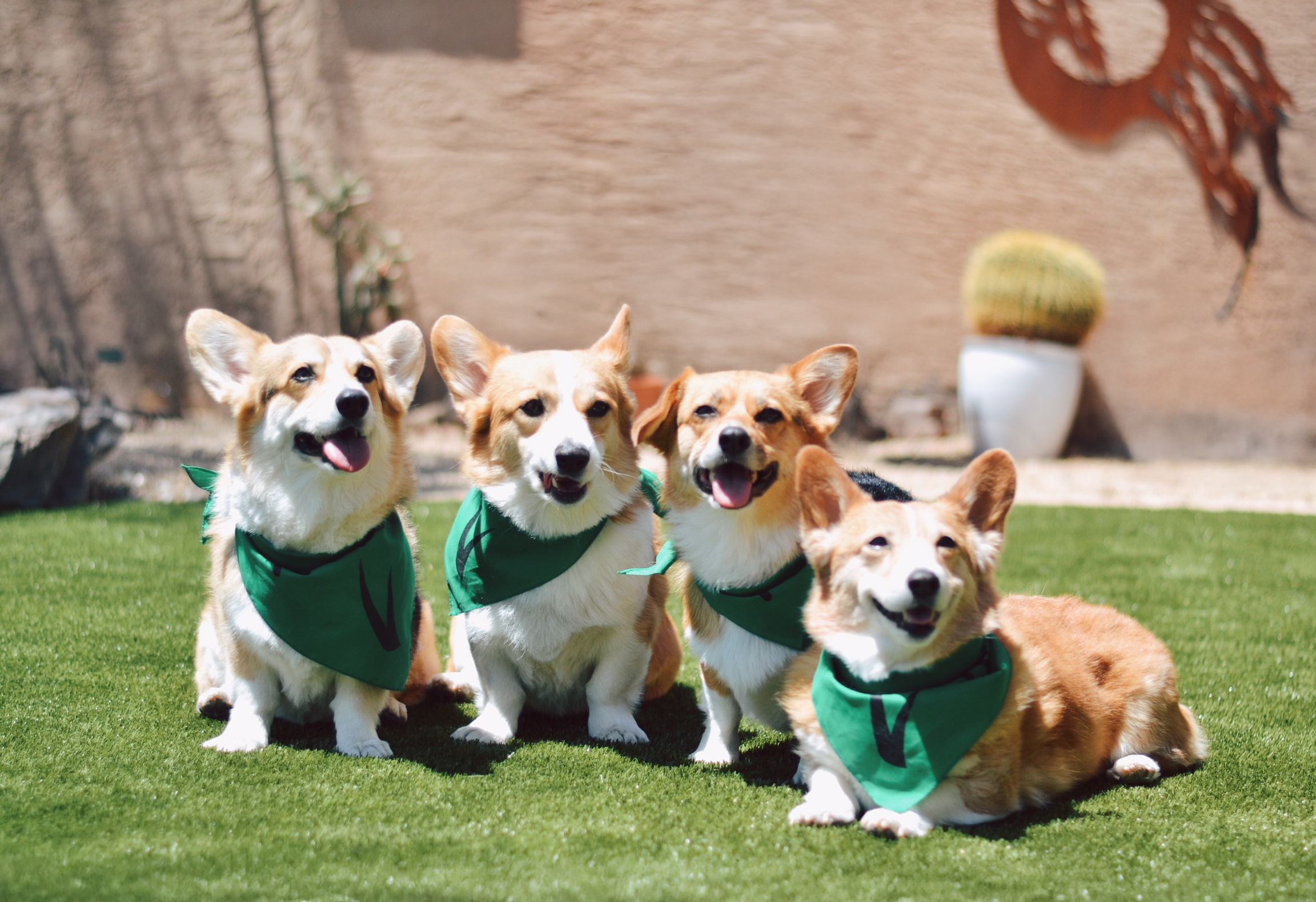 A Safe Home for Rescue Pups